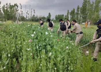 Poppy cultivation over 9 kanals of land destroyed in Khonmoh