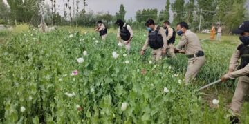 Poppy cultivation over 9 kanals of land destroyed in Khonmoh
