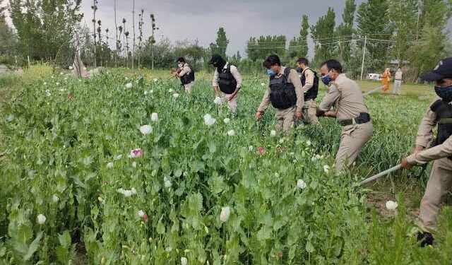 Poppy cultivation over 9 kanals of land destroyed in Khonmoh