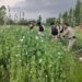 Poppy cultivation over 9 kanals of land destroyed in Khonmoh