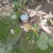 Anti-personnel mine found in Poonch