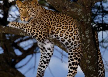 Leopard Mauls Minor Girl To Death in Handwara