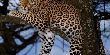 Leopard Mauls Minor Girl To Death in Handwara