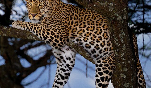Leopard Mauls Minor Girl To Death in Handwara