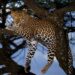 Leopard Mauls Minor Girl To Death in Handwara
