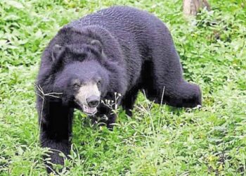 Presence of ‘Man-eater’ Bear Creates Fear Psychosis in Mawar Belt; Locals Allege Inaction from Authorities