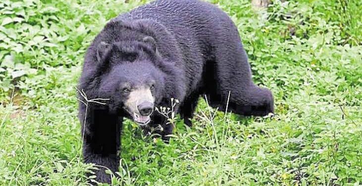 Presence of ‘Man-eater’ Bear Creates Fear Psychosis in Mawar Belt; Locals Allege Inaction from Authorities