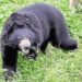 Presence of ‘Man-eater’ Bear Creates Fear Psychosis in Mawar Belt; Locals Allege Inaction from Authorities