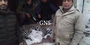 Wildlife Department Captures Leopard in Hajin Bandipora