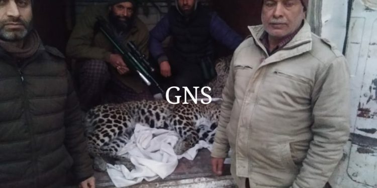 Wildlife Department Captures Leopard in Hajin Bandipora