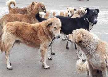 Stray Dogs Strike, Leave 5 Persons With Injuries in Handwara Market