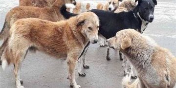 Stray Dogs Strike, Leave 5 Persons With Injuries in Handwara Market