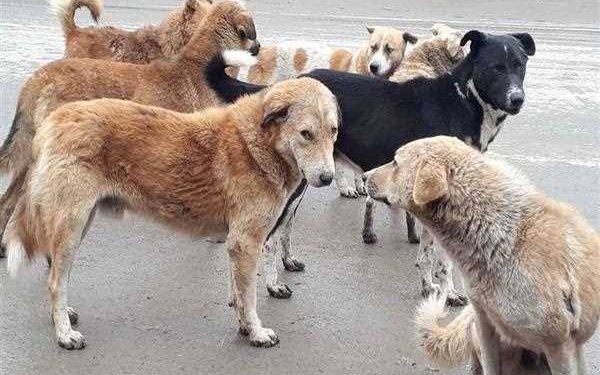 Stray Dogs Strike, Leave 5 Persons With Injuries in Handwara Market