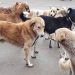 Stray Dogs Strike, Leave 5 Persons With Injuries in Handwara Market