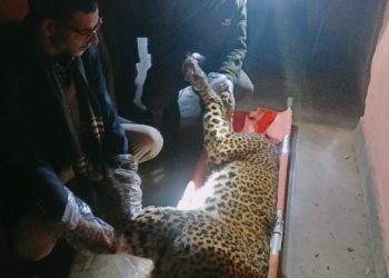 Leopard Carcass Found in Ichgam Budgam