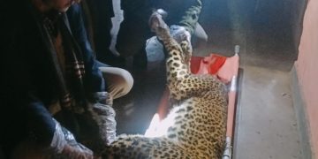 Leopard Carcass Found in Ichgam Budgam