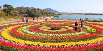Tulip garden to feature 5 new varieties; 1.7 million tulips set to bloom: Sheikh Fayaz