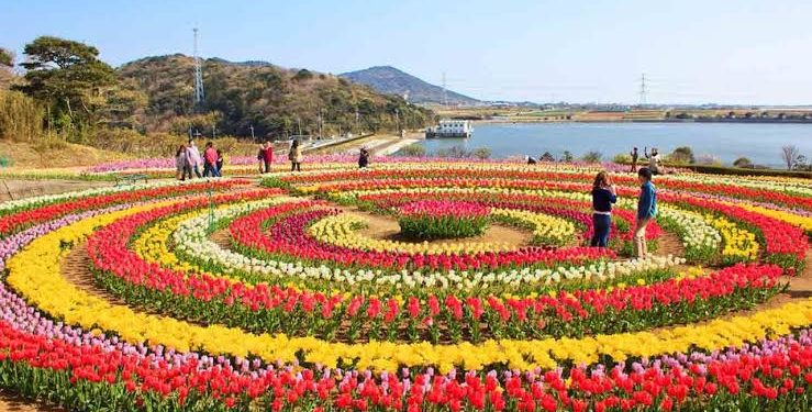 Tulip garden to feature 5 new varieties; 1.7 million tulips set to bloom: Sheikh Fayaz