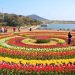 Tulip garden to feature 5 new varieties; 1.7 million tulips set to bloom: Sheikh Fayaz