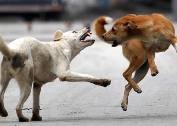 12 Persons Suffer Injuries in Stray Dogs Attack in Kupwara