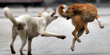 12 Persons Suffer Injuries in Stray Dogs Attack in Kupwara