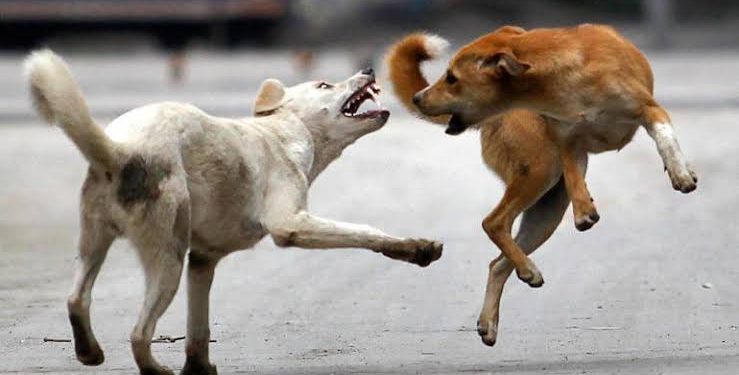 12 Persons Suffer Injuries in Stray Dogs Attack in Kupwara