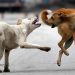 12 Persons Suffer Injuries in Stray Dogs Attack in Kupwara