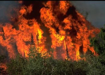 Blaze Engulfs Forest Area in Bandipora, Rescue Operation Underway