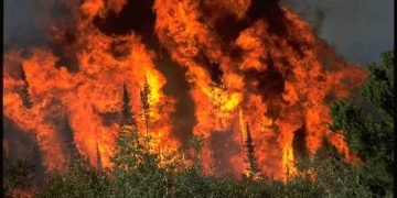 Blaze Engulfs Forest Area in Bandipora, Rescue Operation Underway
