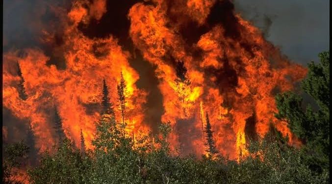 Blaze Engulfs Forest Area in Bandipora, Rescue Operation Underway