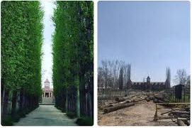 Cutting of Willow/ Robina & Poplar trees done under due process of law: Amar Singh College Administration