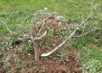 Unknown Miscreants Destroy 200 Apple Trees in Awend Village In Shopian