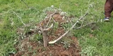 Unknown Miscreants Destroy 200 Apple Trees in Awend Village In Shopian
