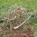Unknown Miscreants Destroy 200 Apple Trees in Awend Village In Shopian