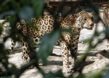 Minor Girl Killed In Leopard Attack In Tral