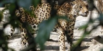 Minor Girl Killed In Leopard Attack In Tral