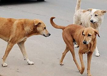 70 -Yr-Old Mauled to Death, Four Others Injured By Stray Dog In Manchowa Budgam