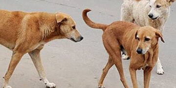 70 -Yr-Old Mauled to Death, Four Others Injured By Stray Dog In Manchowa Budgam