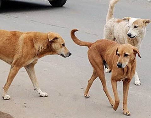 70 -Yr-Old Mauled to Death, Four Others Injured By Stray Dog In Manchowa Budgam
