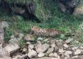 Ailing Leopard Found On Jammu-Poonch Highway In Mendhar Poonch, Rescued By Wildlife Team