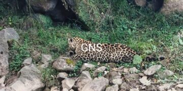 Ailing Leopard Found On Jammu-Poonch Highway In Mendhar Poonch, Rescued By Wildlife Team