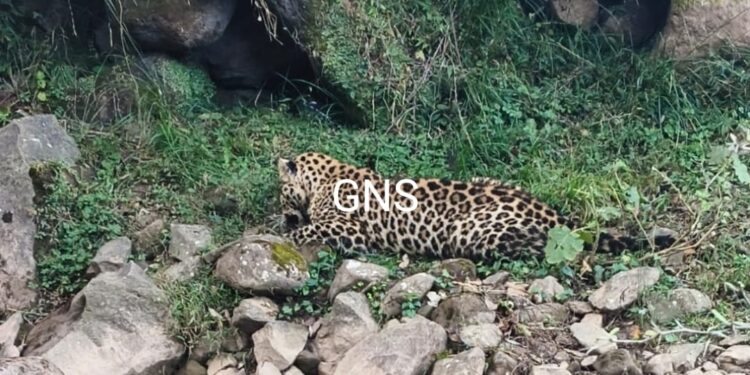 Ailing Leopard Found On Jammu-Poonch Highway In Mendhar Poonch, Rescued By Wildlife Team